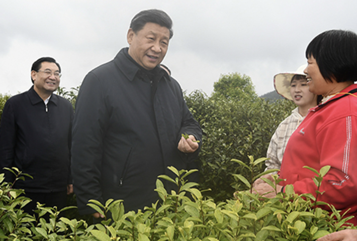 从致富叶子到文化名片 听总书记谈茶论道